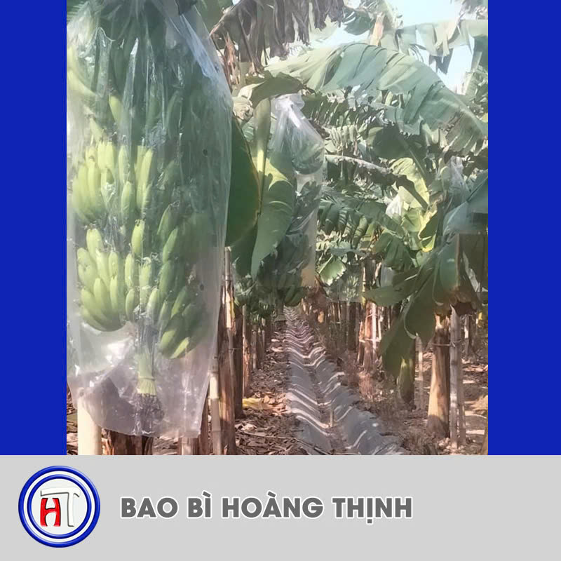 Túi PE đục lỗ - Bao Bì Hoàng Thịnh - Công Ty TNHH Bao Bì Hoàng Thịnh